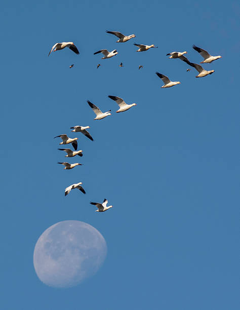 istock Dreamy Moon and Flying Geese 2246114078