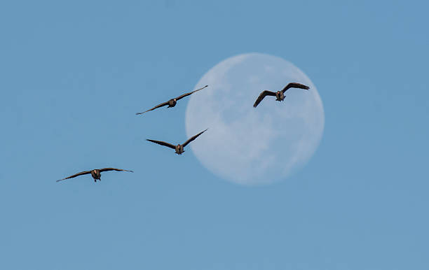 istock Flying in Front of the  Moon 2246114393