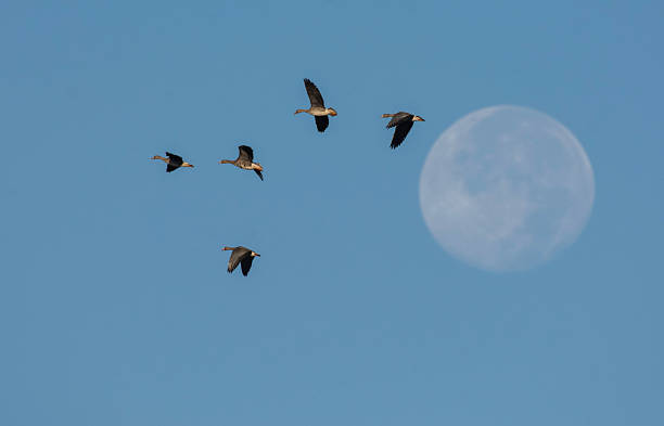 istock Geese Fly By a Full Moon Moon 2246114394