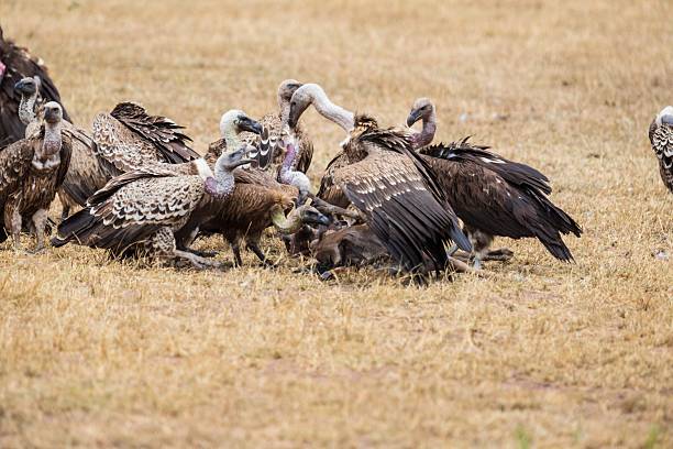 istock Vultures Feeding on a Carcass in the African Savanna 2246117870