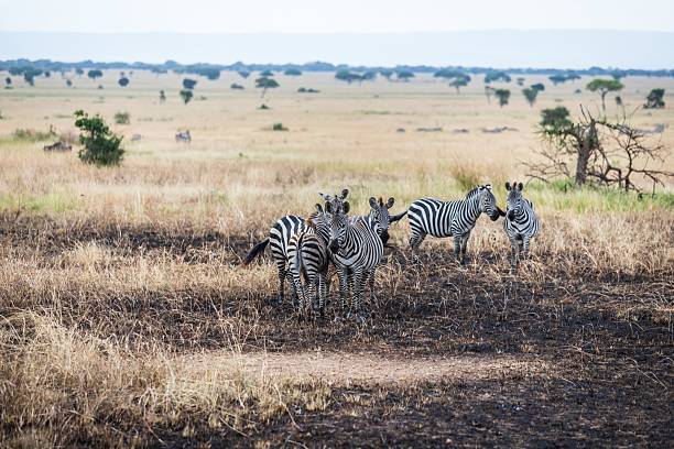 istock Group of Zebras Standing on Burned Savannah Ground 2246117871