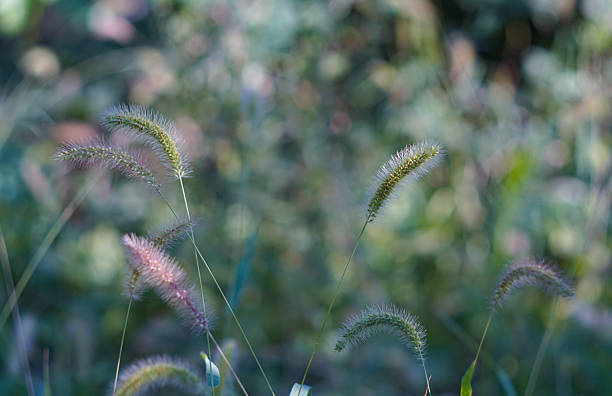 istock Barley stalks bent bke photo 2246118842