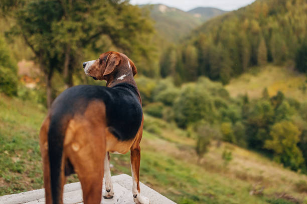 A tricolor dog standing quietly in a wooded, green landscape. The calm forest setting highlights tranquility, wildlife, and the connection between animals and nature