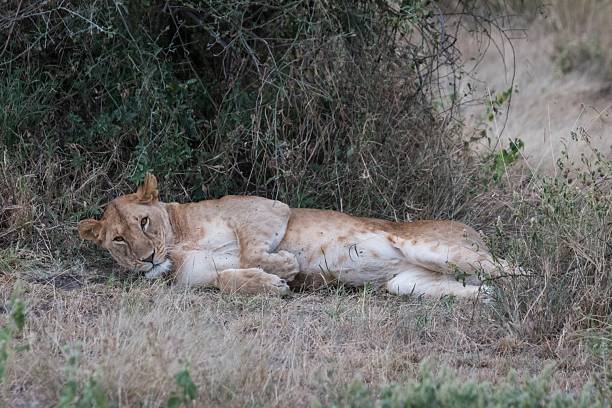 istock Post-Hunt Rest: Lioness Lounging in the African Bush 2246120793
