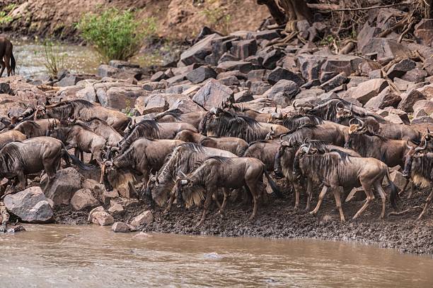 istock Waiting for the Leap: Wildebeest Gathering at the Grumeti River Bank 2246121267