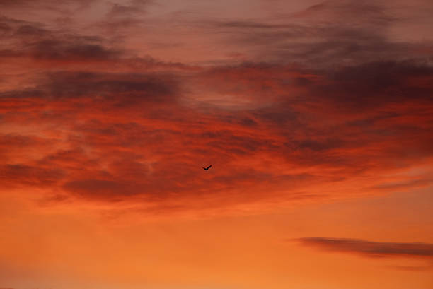 Bird silhouette floating gracefully across a vividly colored sunset sky, depicting a peaceful moment in nature, evoking feelings of spirituality, aspirations, and the beauty of transition