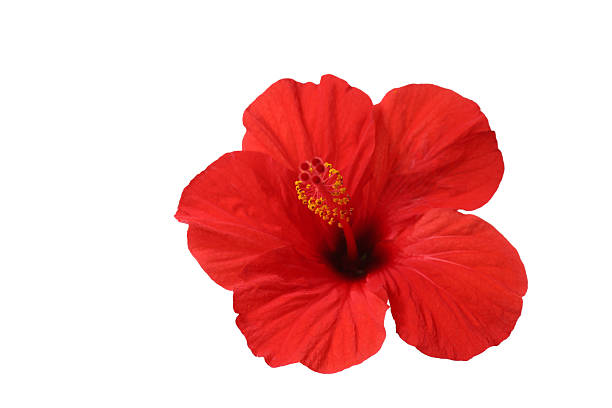 istock Beautiful red hibiscus flower isolated on white 2246122196