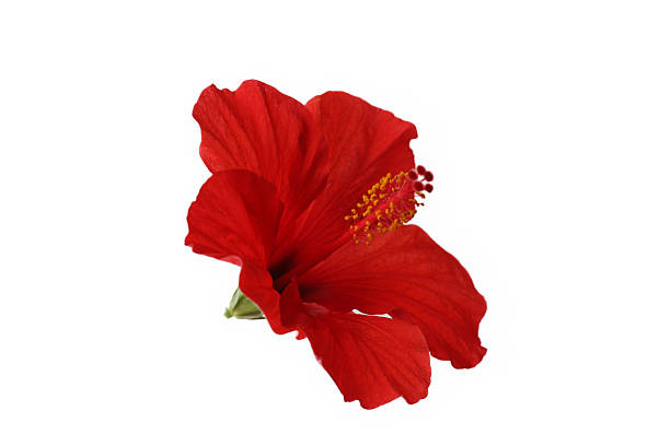 istock Beautiful red hibiscus flower isolated on white 2246122198