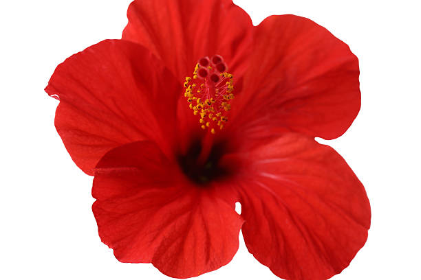 istock Beautiful red hibiscus flower isolated on white 2246122214
