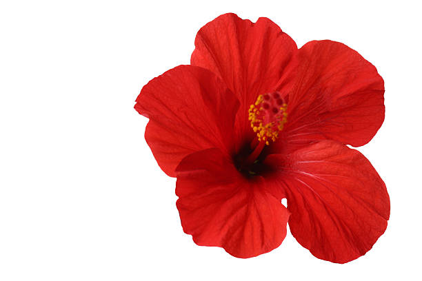 istock Beautiful red hibiscus flower isolated on white 2246122217