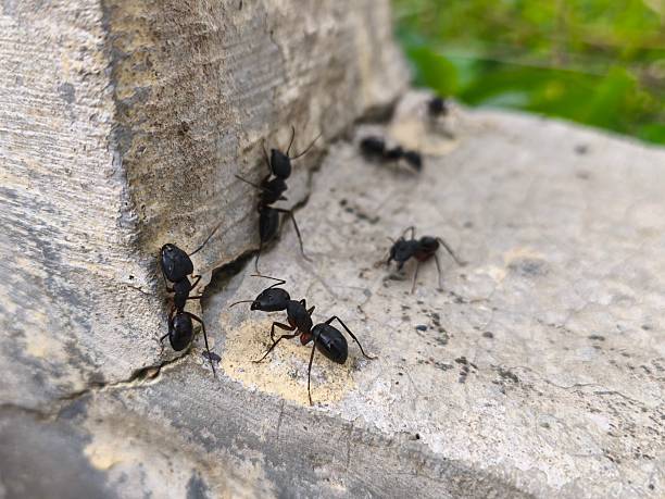 istock Several large black ants are in the corner of the cement 2246122241