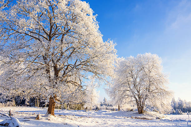 istock Winter landscape with hoarfrost on the trees a cold winter day 2246122990