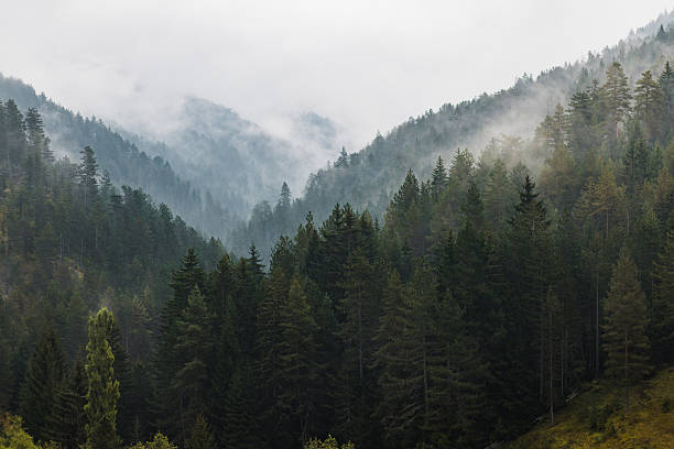 Mystical foggy forest scene. View of dense fir trees covering mountain slopes. A thick layer of mist or fog is rolling through the valley, obscuring the distant mountains. The atmosphere is tranquil and ethereal, creating a sense of depth and mystery