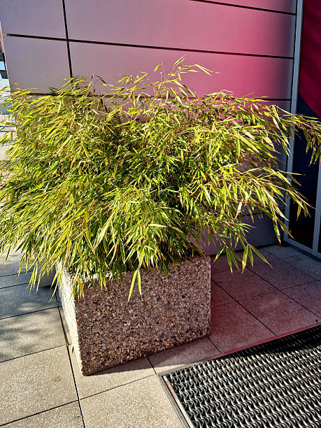 istock A bamboo clump in a massive concrete cube-shaped flowerpot. A luxury business district has plant decorations at the entrance. 2246126670