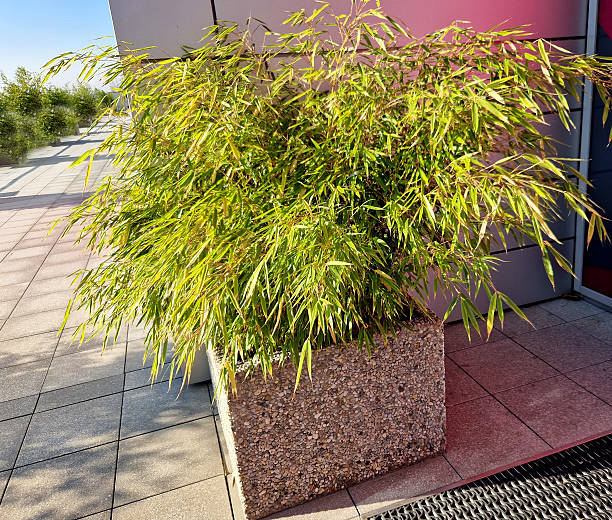 istock A bamboo clump in a massive concrete cube-shaped flowerpot. A luxury business district has plant decorations at the entrance. 2246127218