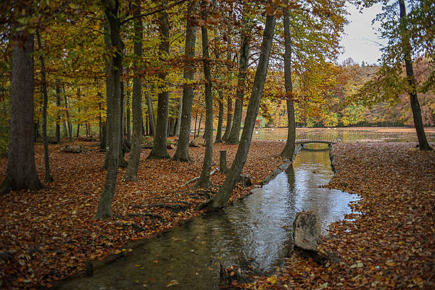 Beautiful walk in the autumn in Augsburg, round Stempflesee,with golden leaves and fantastic fall mood.