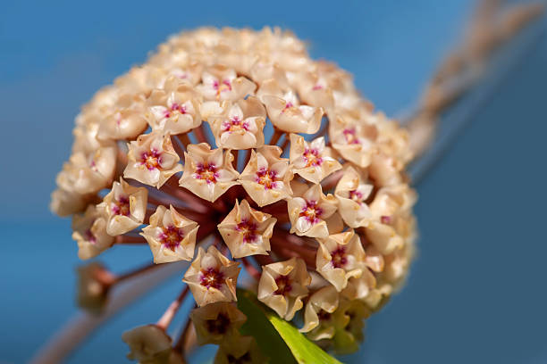 Close-up of beautiful hoya flower in nature light on blue background.