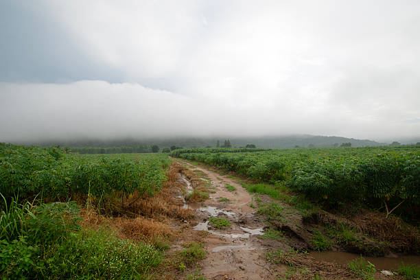 A dirt road in a rural area, partially eroded by water during the rainy season, leads to a mountain range shrouded in thick fog.