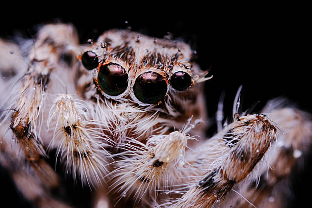 istock Close-up of a spider with detailed features 2246130520