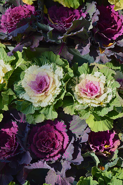 istock Ornamental Cabbage and Kale Plants in Vibrant Colors 2246130869