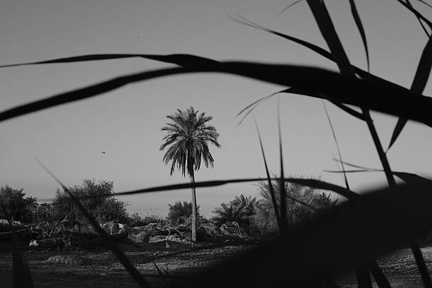 A solitary palm tree silhouetted against a clear sky, framed by tall grass in the foreground, creating a serene and tranquil atmosphere