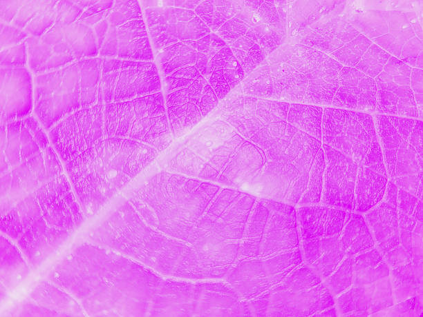 istock abstract purple background with smooth shapes and soft leaf texture 2246132674