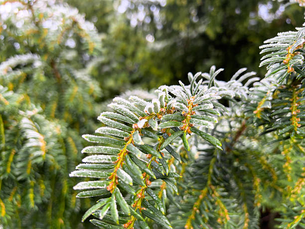Close-up shot of frost-covered evergreen leaves in the Northumberland countryside. The frost sits delicately on the surface of the leaves, foliage in the background out of focus.