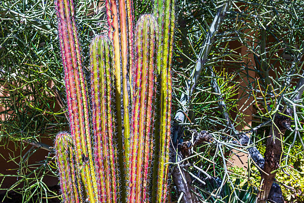 istock Close-up view of colorful cactus with sharp spines growing among desert shrubs in bright tropical sunlight. Aruba. 2246134241