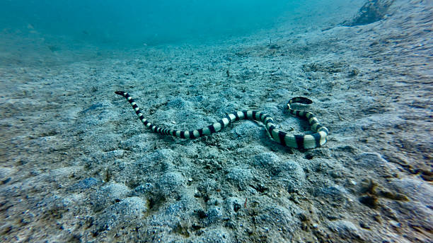 istock A banded sea krait glides gracefully over the sandy seabed. 2246134310