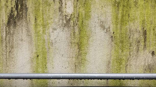 Green moss on an old grey cement wall. The old, damp cement wall has black stains. Old grunge wall texture with green moss and weathered stains, a natural rustic surface background for vintage.