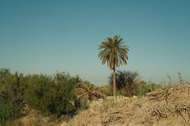 istock Solitary palm tree in a desert landscape 2246134762