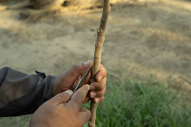 istock Cutting a branch with a knife in nature 2246135490