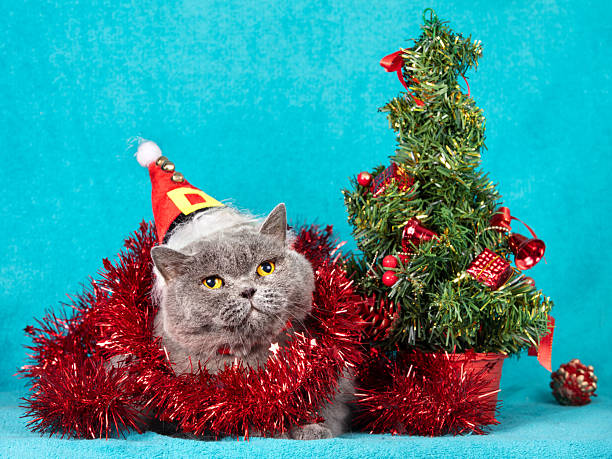 A charming blue British Shorthair cat covered in Christmas tinsel against a blue background. A cat wearing a Santa hat lies near a Christmas tree. Christmas concept
