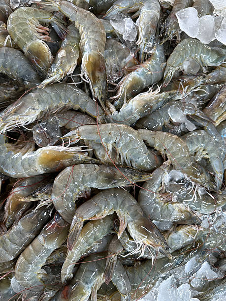 River prawns (shrimp) ready for sale at the fresh market.