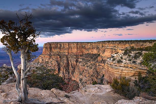 istock Tree and Grand Canyon at Sunset 2246137170