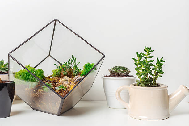 istock Plants arranged in a terrarium and potted succulents on a white table 2246139792