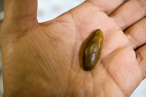 istock Person holding a smooth brown object in hand 2246140573