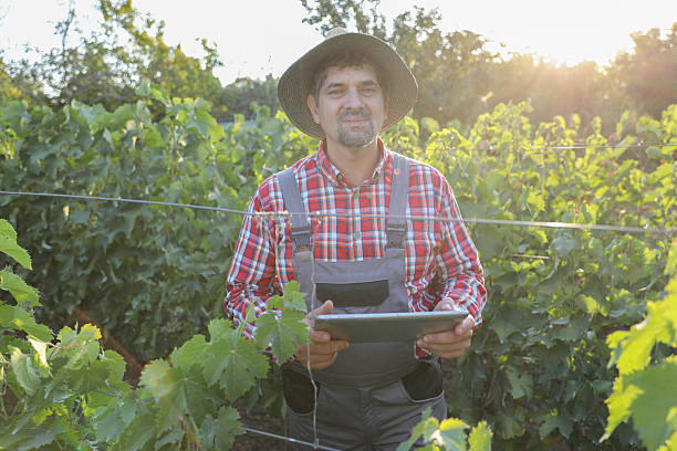istock Vineyard Inspection At Golden Hour 2246141269