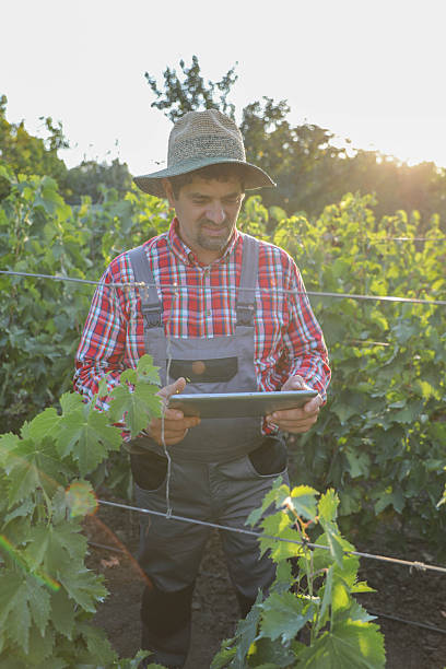 istock Grape Grower Monitoring Vines 2246141348