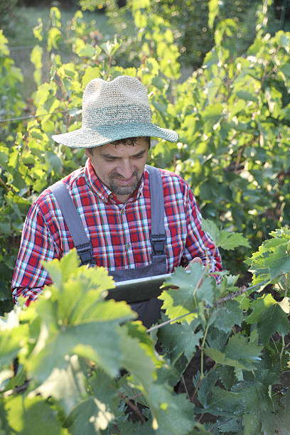 istock Vineyard Inspection At Golden Hour 2246141544