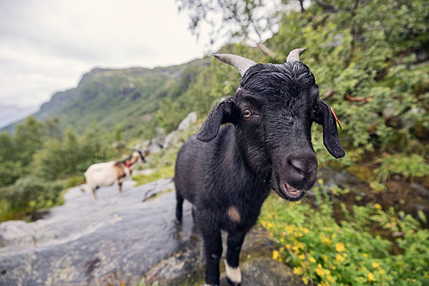 View of Goats with sunshine in summer in the pasture in the Alps in Austria Tirol, near the Schlegeis reservoir.