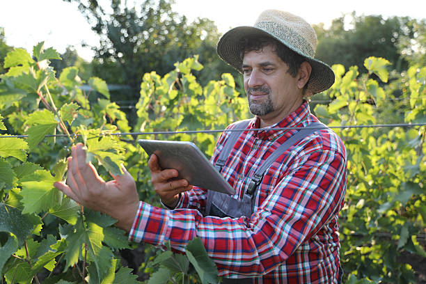 istock Grape Grower Monitoring Vines 2246141725