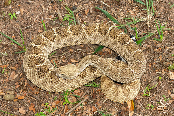 istock Western diamondback rattlesnake (Crotalus atrox), also known as a Texas diamond-back rattlesnake, adobe snake, and buzz tail 2246142552