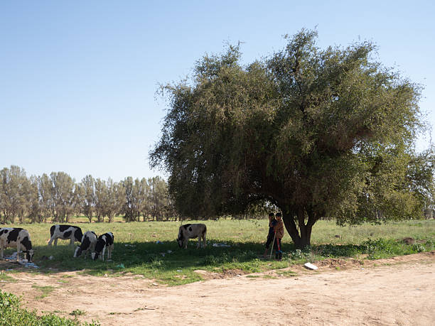 A serene rural scene featuring cows grazing under a large tree, with a person standing nearby in a green field