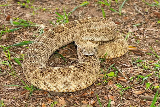istock Western diamondback rattlesnake (Crotalus atrox), also known as a Texas diamond-back rattlesnake, adobe snake, and buzz tail 2246142672