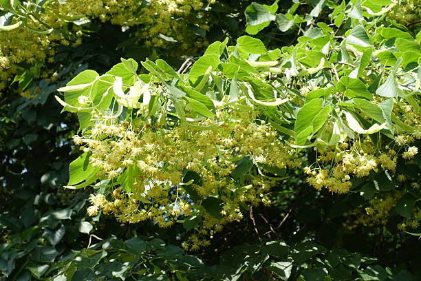 istock Numerous flowers of linden tree in mid June 2246144437