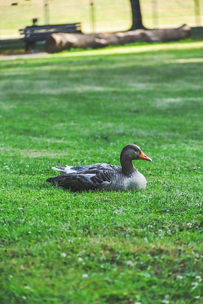 istock Grey goose calmly rests on a bright green field. 2246144802