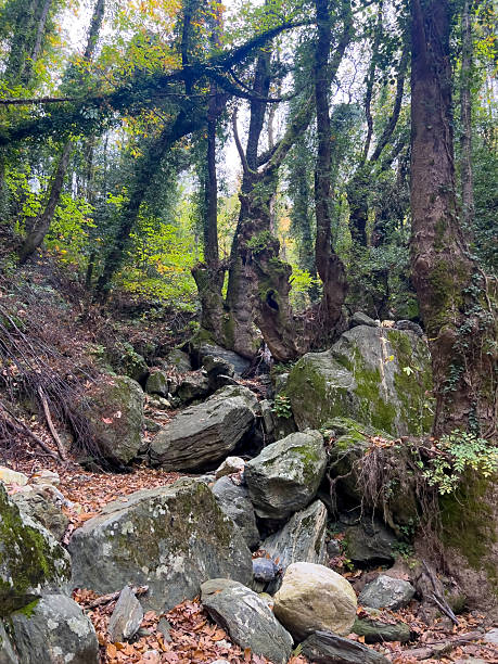 istock Dense forest path with mossy rocks and tall tree canopy in serene woodland setting 2246146093