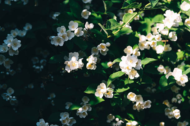 istock Jasmine flowers blossoming in sunny summer day 2246146110