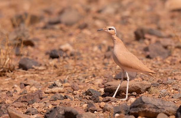 istock Cream-colored courser bird in desert terrain. 2246146303